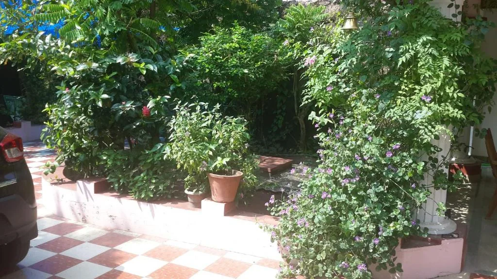 A leafy courtyard with tiled paths and plants.